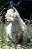 WESTIE 264